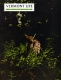 Fawn in the Ferns