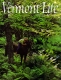 Girl and Horse in a the Ferns near Norwich
