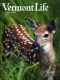 White-Tail Deer Fawn at Bennington Deer Park