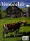 Dairy Cows at the Perfect Maple Farm in East Montpelier
