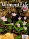 Spring Flowers in Bloom