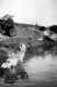 Scottie the collie in a pond