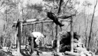 Construction of Wyanoki Hut
