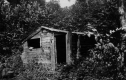 Wooden shelter surrounded with vegetation