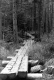 Walkway over Spruce Swamp