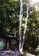 Collin Wightman assessing a dead tree next to Wiley Lodge
