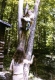Collin Wightman climbing a dead tree