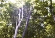 Collin Wightman performing "tree-surgery"