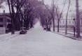 Dutch Elm Disease on College Street 1930s