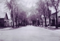 Dutch Elm Disease on Elmwood Avenue 1930s