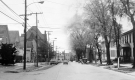 Effects of Dutch Elm Disease