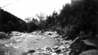 Stream and surrounding vegetation