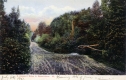 Dirt road lined with trees and shrubs
