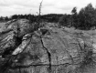 Foliage growing out of cracks in a large rock