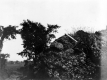 Rugg Brook Formation, showing boulders in conglomeratic bed. Conner Farm