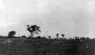 Cambrian conglomerate outcrops in Adams Pasture 