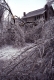 Burlington Ice Storm - trees down