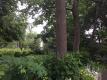 backyard 86 Brookes Ave