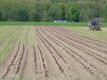 Corn Field