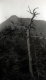 Tree in Front of Mountain 