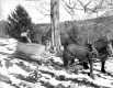 Sugaring in West Hartford