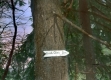 Birch Glen Marker