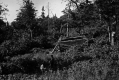 Beaver Meadow Cabin