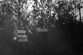 Trail Signs in Forest