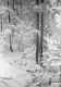 Snowy Trail on Camel's Hump