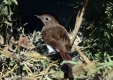 Hermit Thrush in Nest