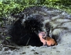 Fox Pup