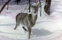 Deer on Mount Mansfield in Winter