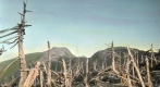Dead Trees on Mt. Mansfield