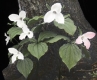 Trillium