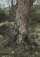 Tree Grave Marking on the Arlington-Wardsboro Road