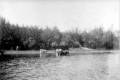 Cows in Mallets Bay