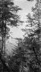 Forested View
