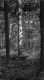 Trees in a Forest