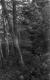 The Woods