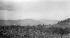 Field and Trees in front of Mountain Range