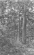 Three Hikers Camouflaged in the Woods