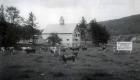 Winninsquam Farms Guernseys Milk and Cream Retail Wholesale