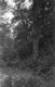 View of Forest from the Long Trail