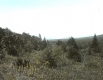 View of Trees and Mountains