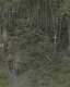 Herbert Congdon and Gilbert Smith Hiking the Long Trail