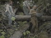 Sawing Logs to Build New Trail