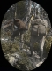 Herbert Congdon and Leverett Smith on the Long Trail