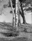 Three Birches