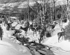 Deer at Brook during the Winter