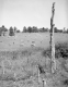 Cows Grazing on a Pasture